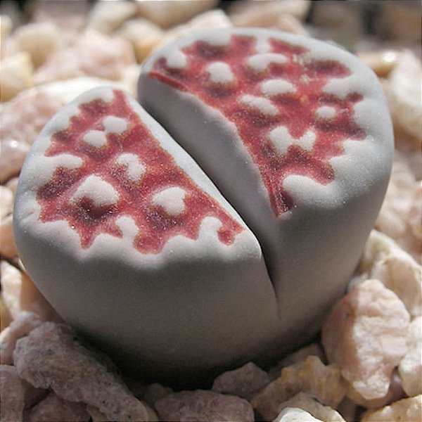 Sementes de Lithops karasmontana v. Red Top