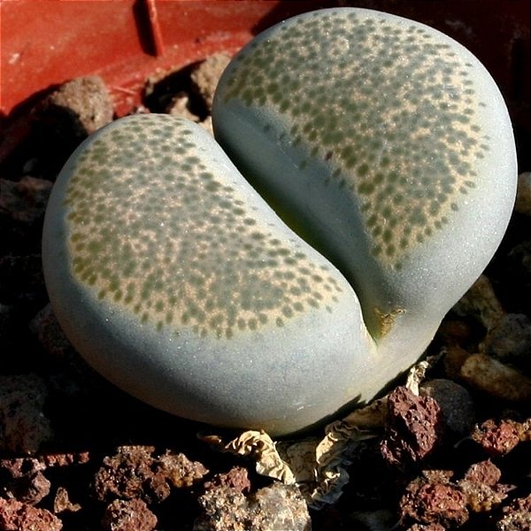 Sementes de Lithops terricolor (10 sementes)