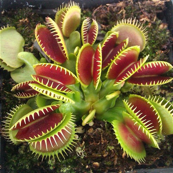 10 Sementes de Dionaea muscipula - Vênus Flytrap - Planta Carnívora