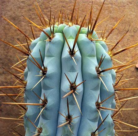 Sementes de Azureocereus hertlingianus 'Cactos Azul' (10 sementes)