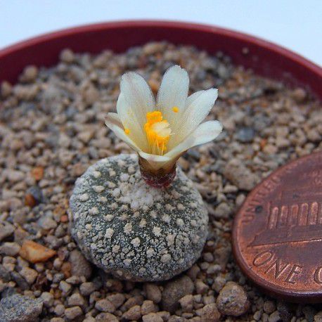 Blossfeldia liliputiana - O Menor Cactos do Mundo - 10 sementes