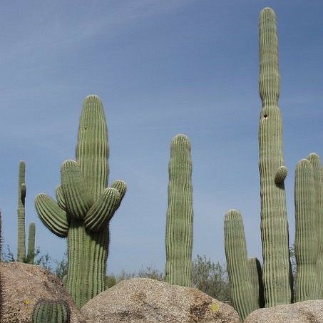 Sementes de Carnegia gigantea 'Cactos Gigante' (10 sementes)