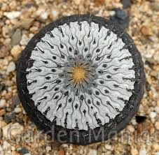 Sementes de Copiapoa Mix (10 sementes)