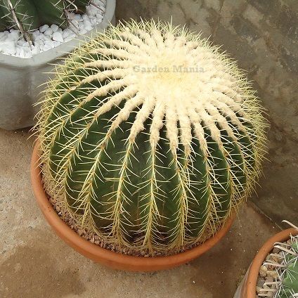 Sementes de Echinocactus grusonii 'Cactos Assento de Sogra' (10 sementes)