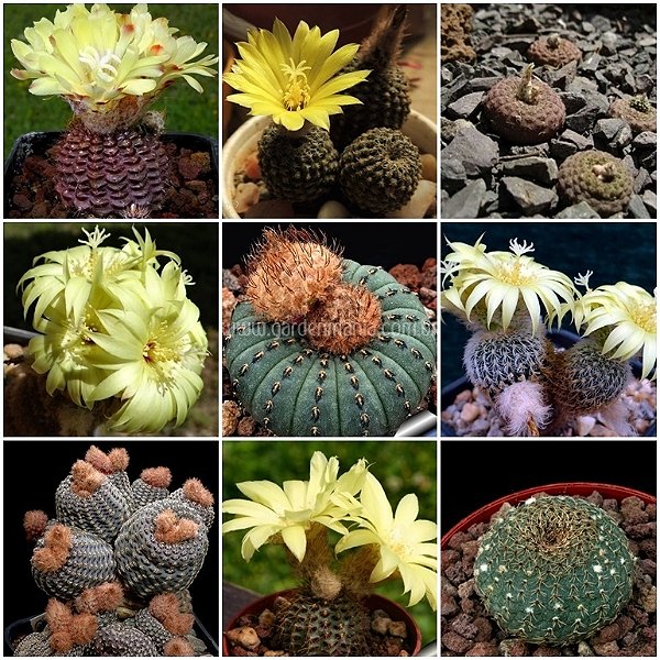Sementes de Frailea Mix (10 sementes)