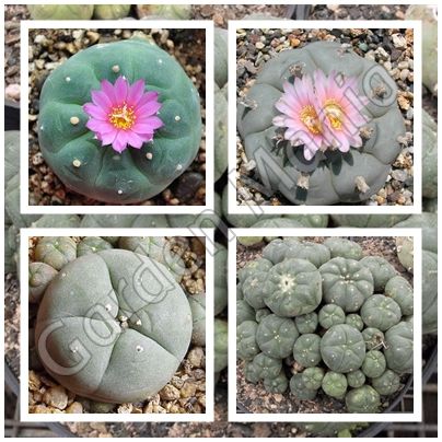 Sementes de Lophophora Mix (10 sementes)