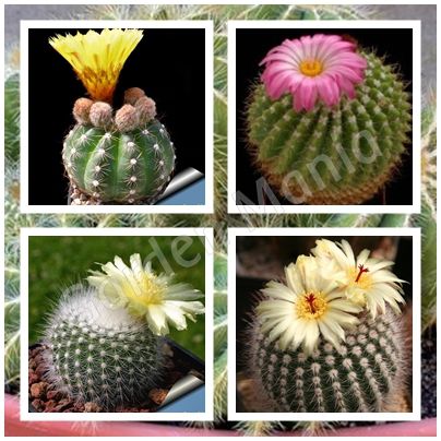 10 Sementes de Notocactus Mix (Cactos)