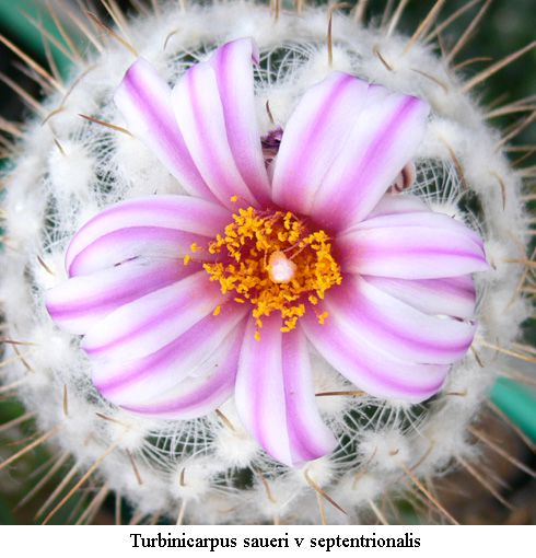 Sementes de Turbinicarpus saueri var septentrionalis (10 sementes)