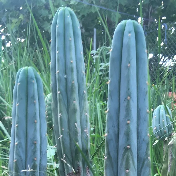 Trichocereus bridgesii - 10 sementes