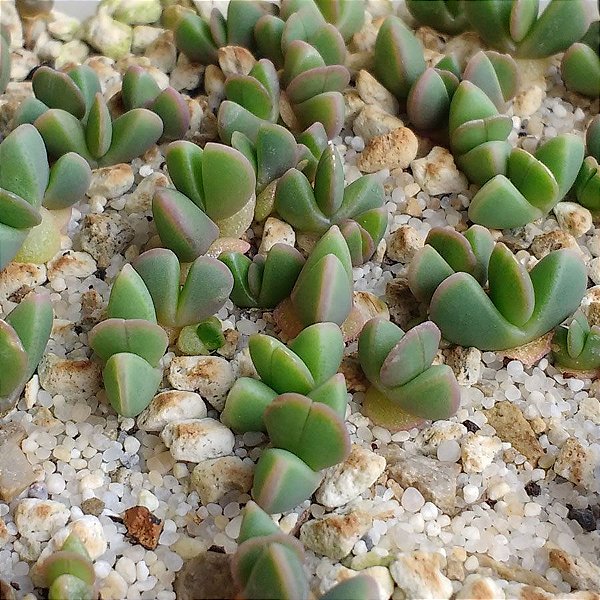 Sementes de Bijlia cana (10 sementes)
