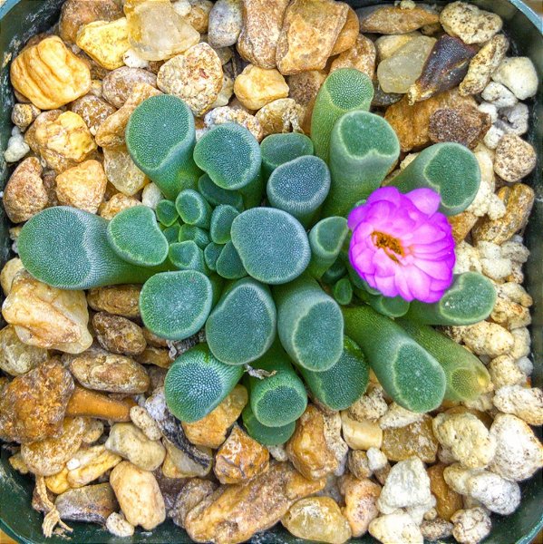 Sementes de Frithia pulchra 'Baby Toes' (10 sementes)