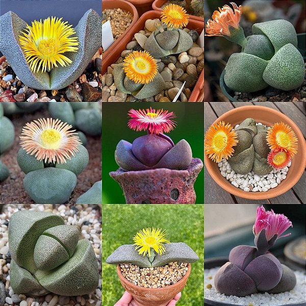 Sementes de Pleiospilos Mix - Suculenta Pedra Viva