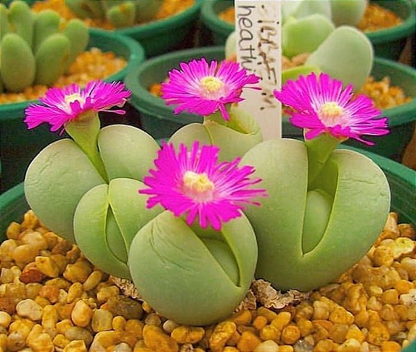 Sementes de Gibbaeum heathii (10 sementes)