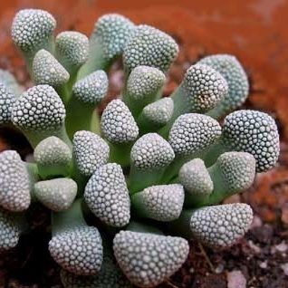 Sementes de Titanopsis primosii (10 sementes)