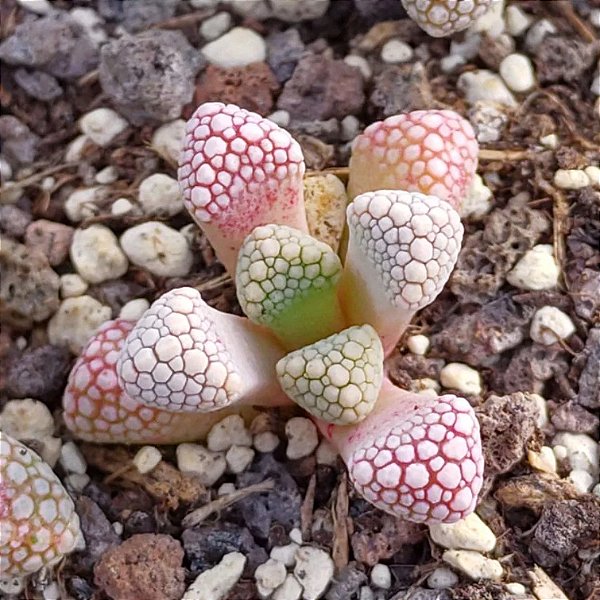 Sementes de Titanopsis primosii (10 sementes)