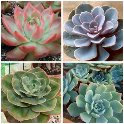 Sementes de Echeveria Mix (20 sementes)