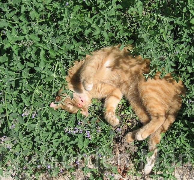 Sementes de Catnip - A Erva dos Gatos (Nepeta cataria)