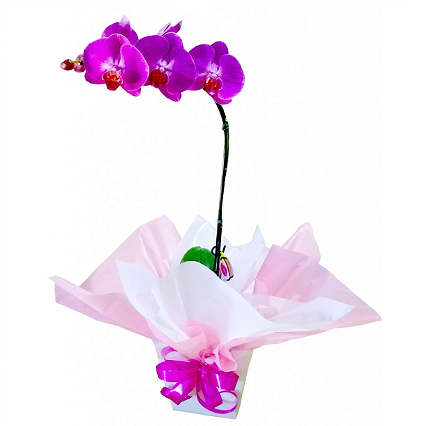 Orquídea lilás Phalaenopsis em embalagem cachepô de papelão.