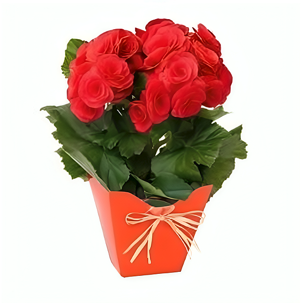 095 - Begônia Plantada