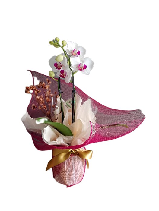 ORQUÍDEA BABY