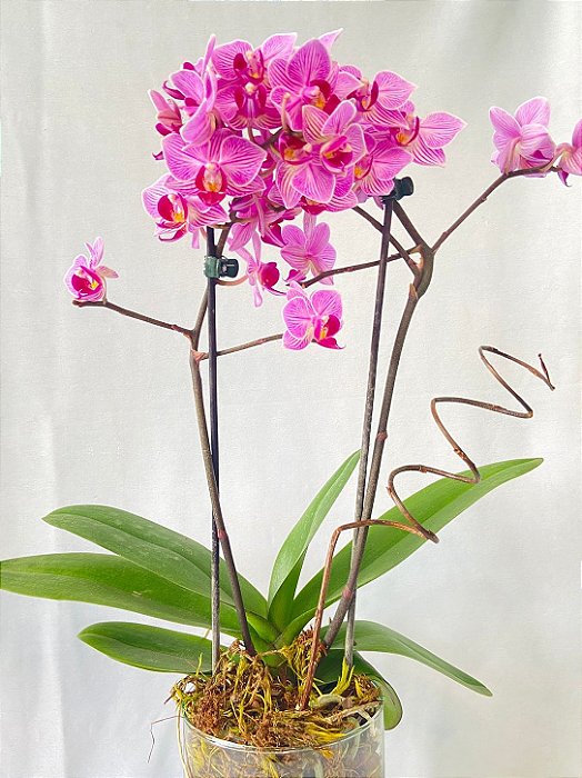 Orquidea