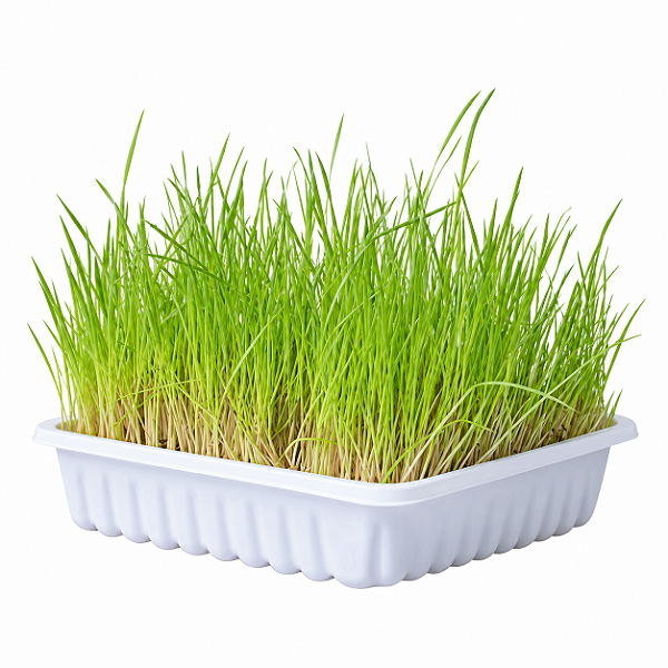 Graminha para Gatos 50g