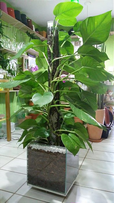 Planta Jiboia Verde Ambiente Interno Nao Vai O Vaso De Vidro Somente A Planta Carine Flores