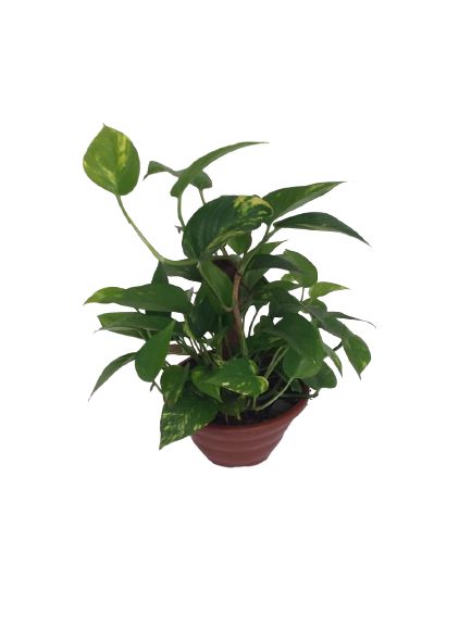 Planta Jiboia Verde Ambiente Interno Carine Flores