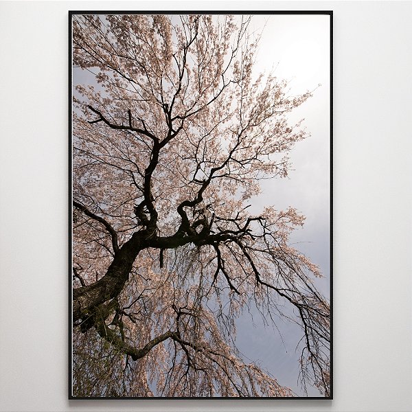 Quadro Decorativo Árvore com flores rosas.