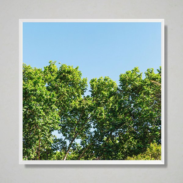 Quadro decorativo Árvore e céu azul.