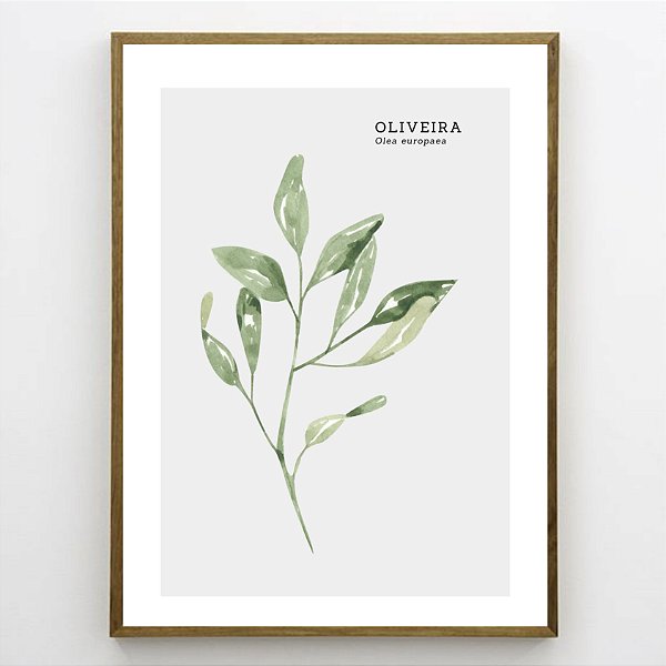 Quadro Decorativo Oliveira. Coleção Assinada: Paola Cury