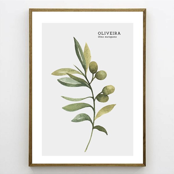 Quadro Decorativo Oliveira. Coleção Assinada: Paola Cury