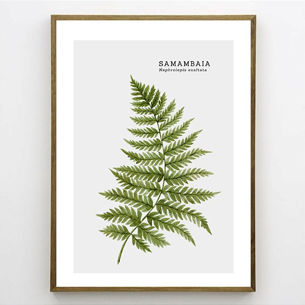 Quadro Decorativo Samambaia. Coleção Assinada: Paola Cury
