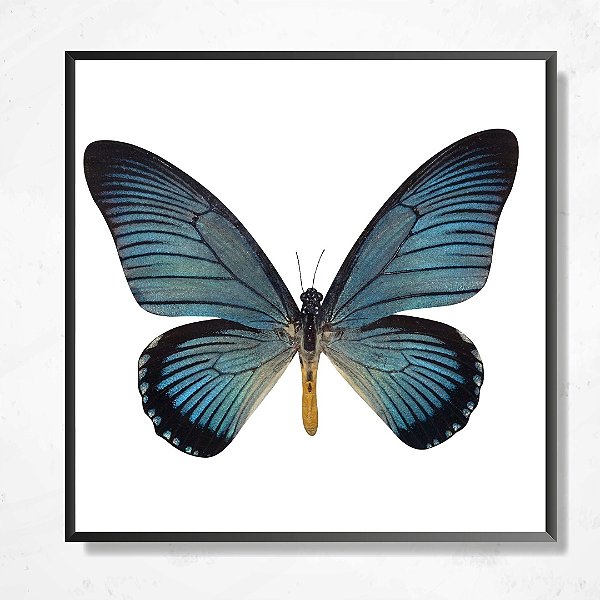 Quadro decorativo Borboleta Azul.