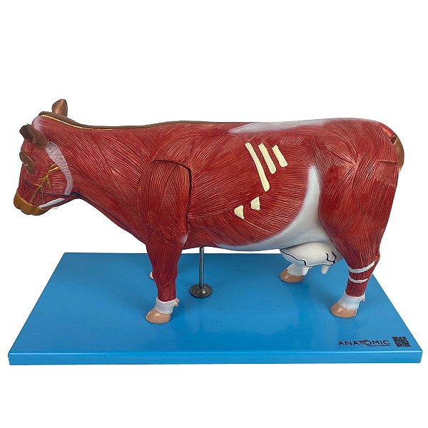 Anatomia da Vaca - TGD-0609-O