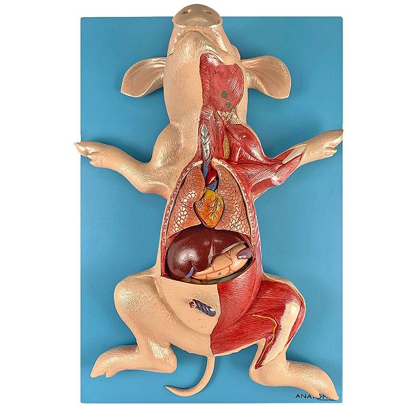 Anatomia do Porco em Placa - TZJ-0610-OP