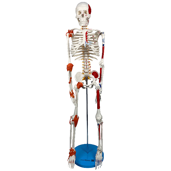 Esqueleto  85cm com Inserções Musculares e Ligamentos - TGD-0112-AL