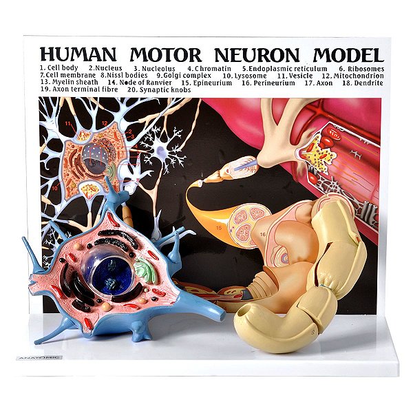 Diorama de um Neurônio Motor - TGD-0008