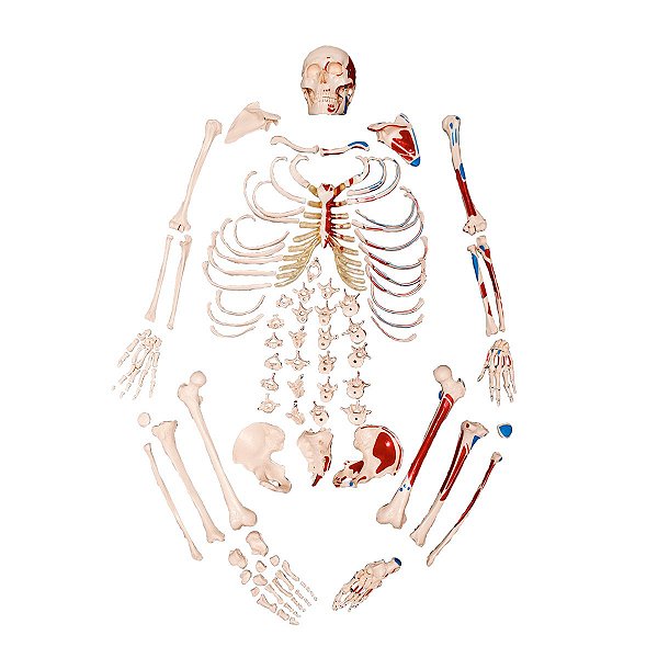 Esqueleto Tam.Natural Desarticulado Origem Inserção Muscular - TGD-0101-M