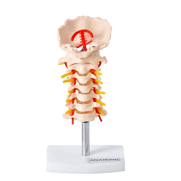 Coluna Vertebral Cervical - TGD-0142-A