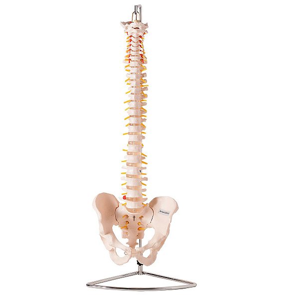 Coluna Vertebral Flexível em Tamanho Natural - TGD-0148-A