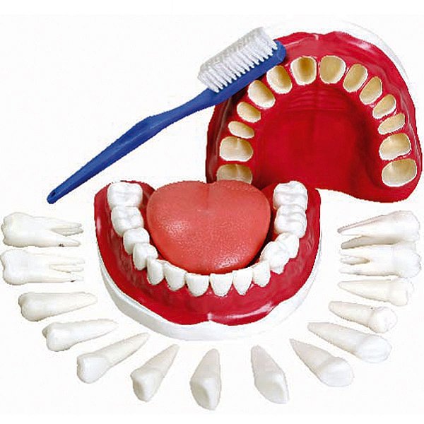 Dentição com Todos os Dentes Removíveis - TGD-0312-C