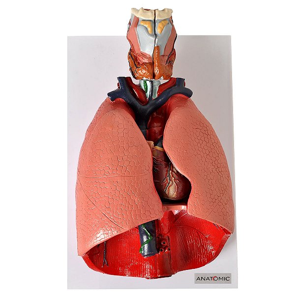 Sistema Respiratório e Cardiovascular 7 Partes - TGD-0318-B