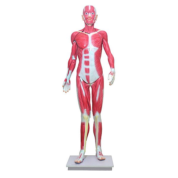 Manequim Muscular de 170cm Assexuado em 33 Partes - TGD-4000