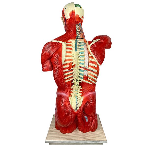 Torso Muscular 108 cm, Bissexual/Assexuado, com Órgãos Internos, em 27 Partes - TGD-4016