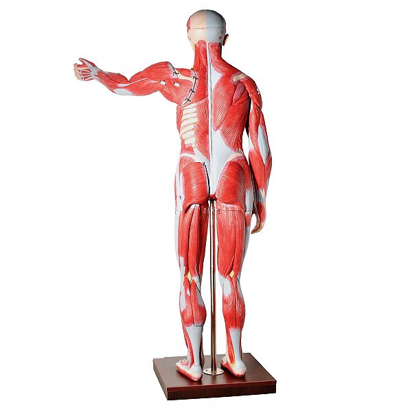 Manequim Muscular Assexuado 170cm com Órgãos Internos em 30 Partes - TZJ-4000-A
