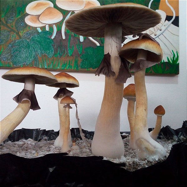 Cogumelos Mágicos P. Cubensis 5g