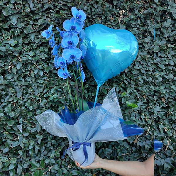 Orquídea Azul e Balão