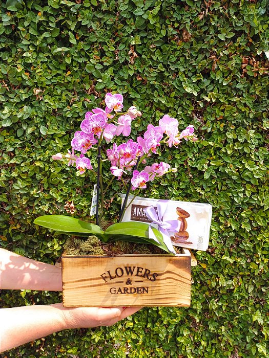 Belíssimo Garden de Mini Orquídea com Amandita