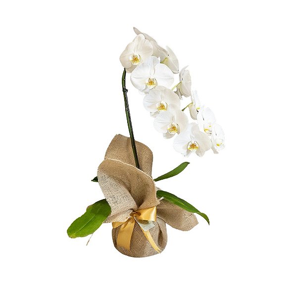 Luxuosa Orquídea Cascata